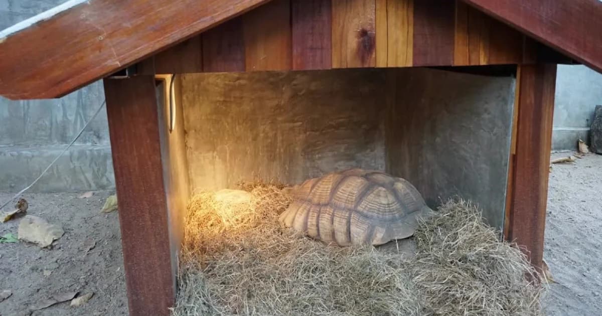 สวนสัตว์เชียงใหม่ติดฮีทเตอร์-เสริมกระสอบ ช่วยสัตว์ป่าฝ่าลมหนาว