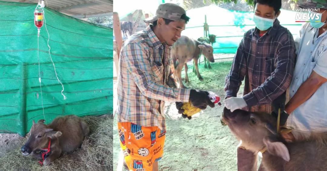 โรคระบาดหนักสถานรับเลี้ยงวัว-ควายที่รอดจากโรงฆ่า ทยอยตาย ยาไม่พอรักษา