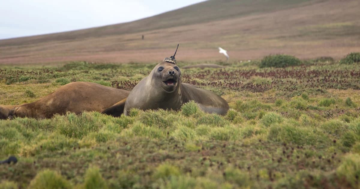 นาซาติดเสาสัญญาณบนหัวแมวน้ำ เพื่อสำรวจการเปลี่ยนแปลงสภาพอากาศใต้ทะเลลึก