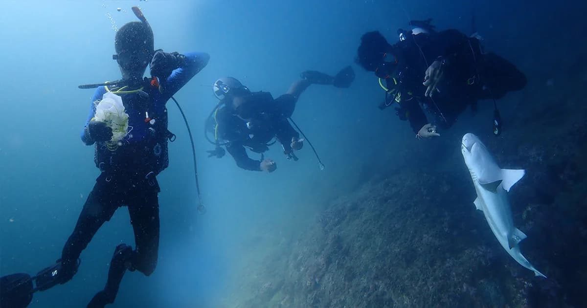 คุมเข้มทะเลพีพีหลังพบมีผู้ลักลอบทำประมง ‘ฉลามหูดำ’ ติดเบ็ดราวตาย