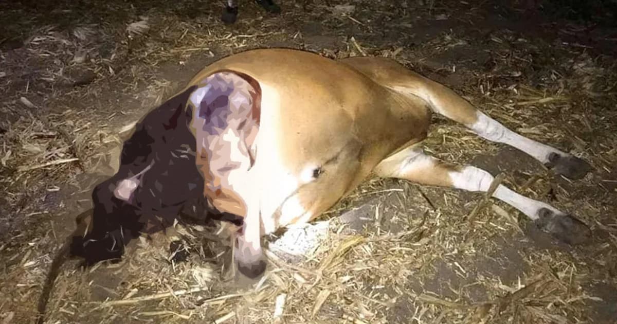 สุดสะเทือนใจ! วัวแดงห้วยขาแข้งถูกล่า ตัดหัว-ขาหลัง ทิ้งซากกลางป่า