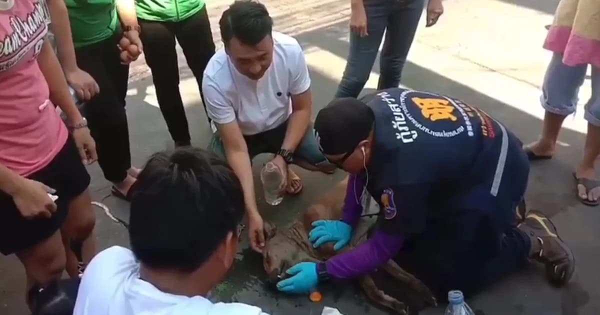 กู้ภัยศรีราชาช่วยชีวิตหมาจรจัดโดนยาเบื่อ ด้านชาวบ้านระดมเงินช่วยจ่ายค่ารักษา