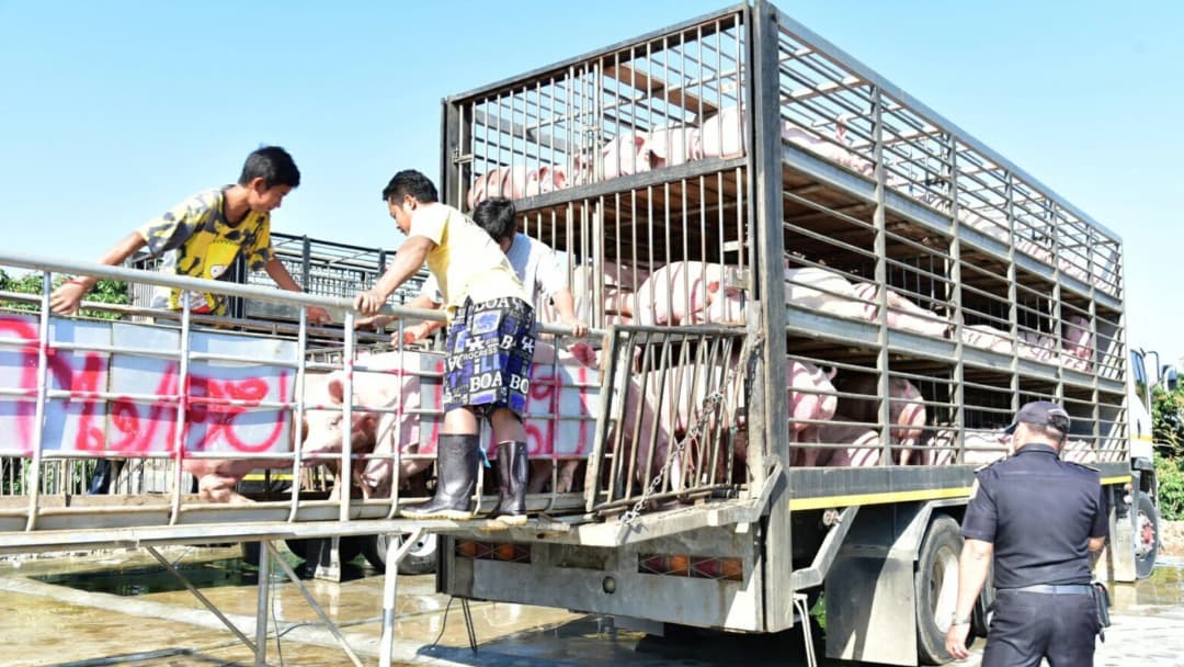 รมช.เกษตร ตรวจจุดนำเข้าสุกรชายแดนไทย-เมียนมา สกัดโรคอหิวาต์