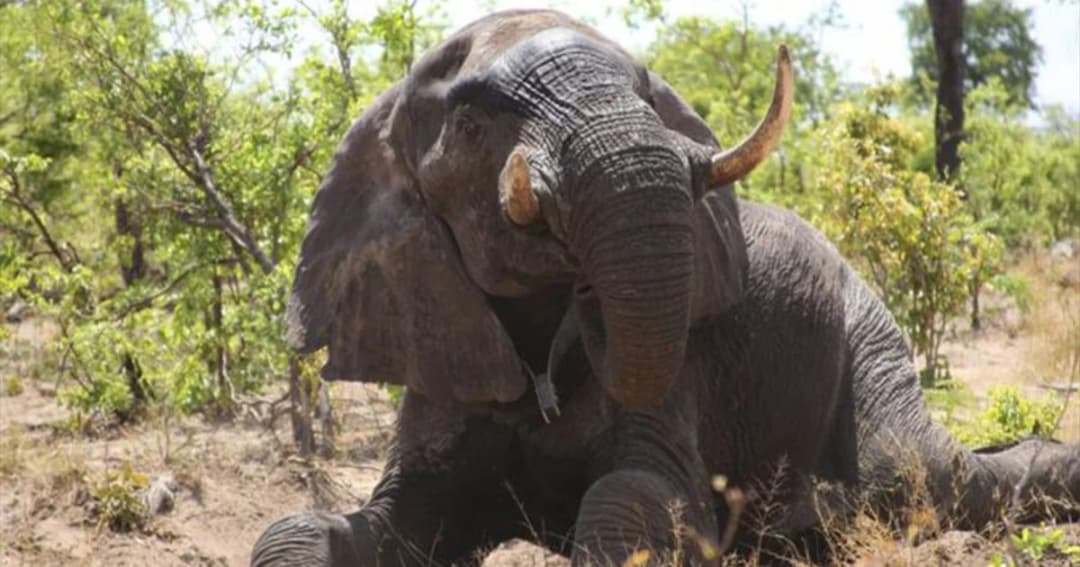 บอตสวานายกเลิกใบอนุญาตล่าสัตว์ชาย 2 คน หลังไปยิงช้างที่ทีมวิจัยกำลังศึกษาอยู่