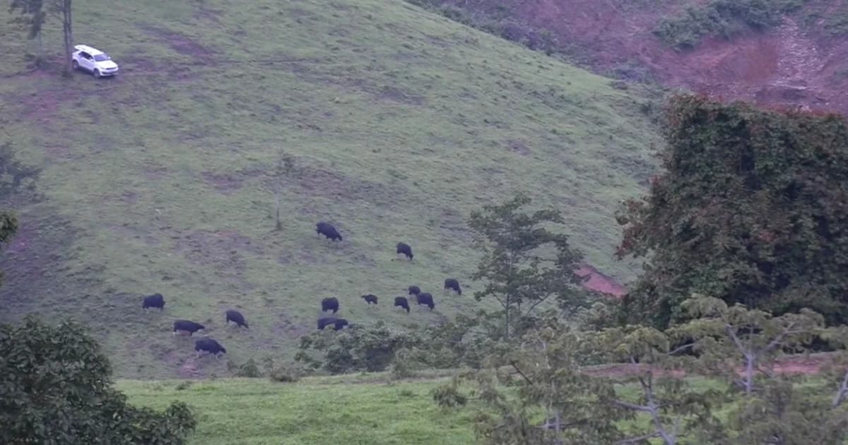นทท.คาใจพระนั่งรถมุดรั้วทัวร์ชมฝูงกระทิงวังน้ำเขียวแบบใกล้ชิด