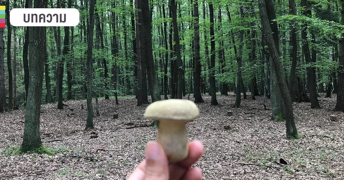 ออกไปเก็บเห็ดในป่าใหญ่ กิจกรรมพักใจของคนวัยทำงานในเช็ก