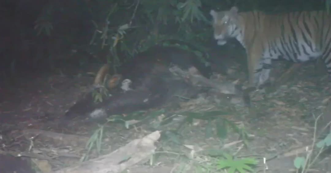 กรมอุทยานฯ เปิดภาพเสือโคร่งห้วยขาแข้งนักล่ากระทิง อช.แม่วงก์