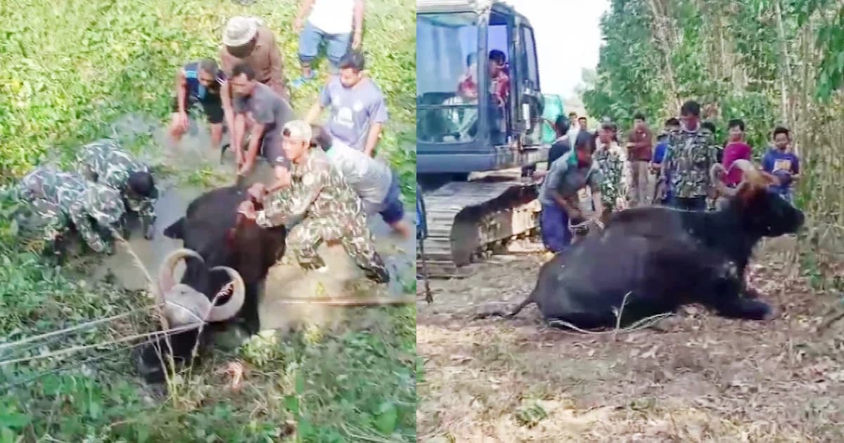 กระทิงป่าหลงฝูงตกคูน้ำขึ้นไม่ได้ ชาวนำรถแบคโฮมาช่วยได้สำเร็จ