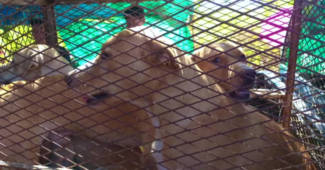 ลาบาดอร์ 8 ตัวรุมกัดยายวัย 87 ปี เจ็บสาหัส เจ้าของสุนัขปัดชดใช้ค้าเสียหาย