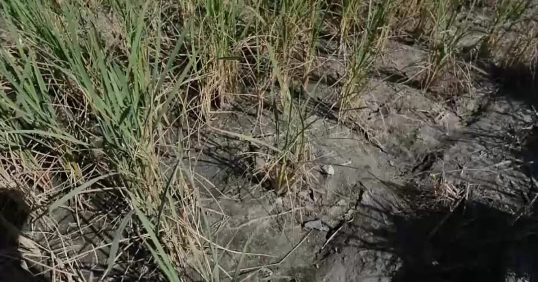 ภัยแล้งแปดริ้วส่อวิกฤต ชาวนา 4.9 หมื่นไร่ ชาวนาเผยอาจต้องปล่อยข้าวยืนต้นตาย