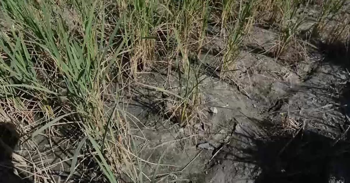 ภัยแล้งแปดริ้วส่อวิกฤต ชาวนา 4.9 หมื่นไร่ ชาวนาเผยอาจต้องปล่อยข้าวยืนต้นตาย