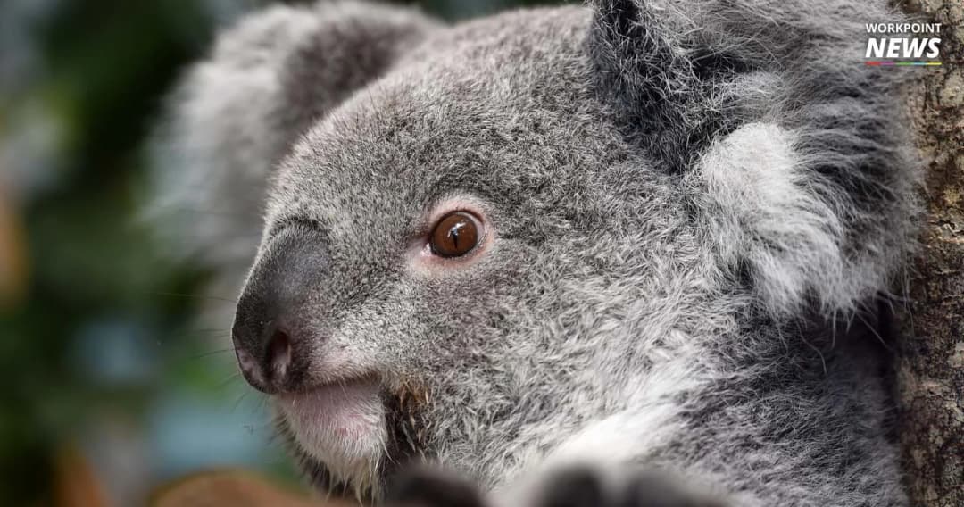 นักการเมืองออสเตรเลียขู่ลาออกรบ. ถ้าไม่คลายกฎหมายอนุรักษ์โคอะล่า