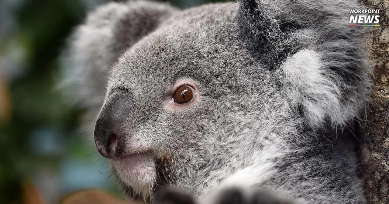 นักการเมืองออสเตรเลียขู่ลาออกรบ. ถ้าไม่คลายกฎหมายอนุรักษ์โคอะล่า