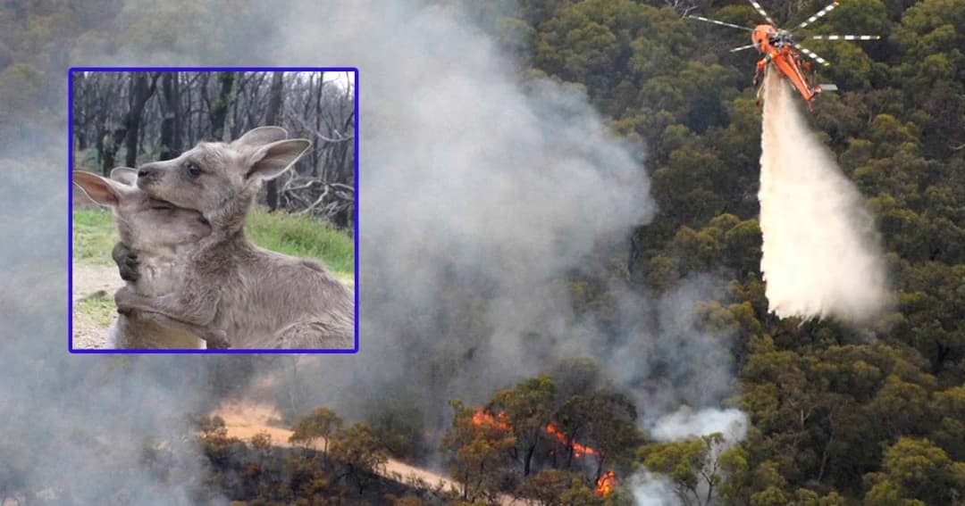 ศิษย์เก่าออสเตรเลียเปิดบัญชี ชวนคนไทยช่วยบริจาคดับไฟป่า