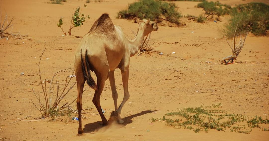 ออสเตรเลียกำจัดอูฐทิ้งหมื่นตัว เพื่อป้องกันแหล่งน้ำที่เหลืออยู่