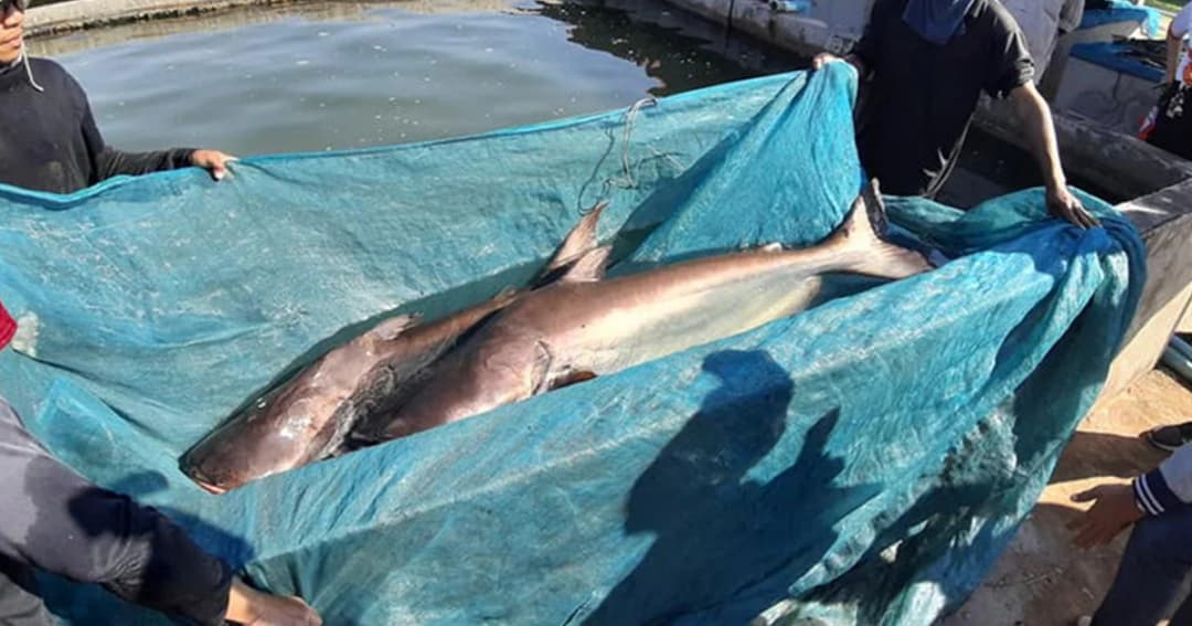 ครั้งแรกในไทย มทส.ปลูกถ่ายเซลล์สืบพันธุ์ให้ปลาสวายออกลูกเป็นปลาบึกได้สำเร็จ