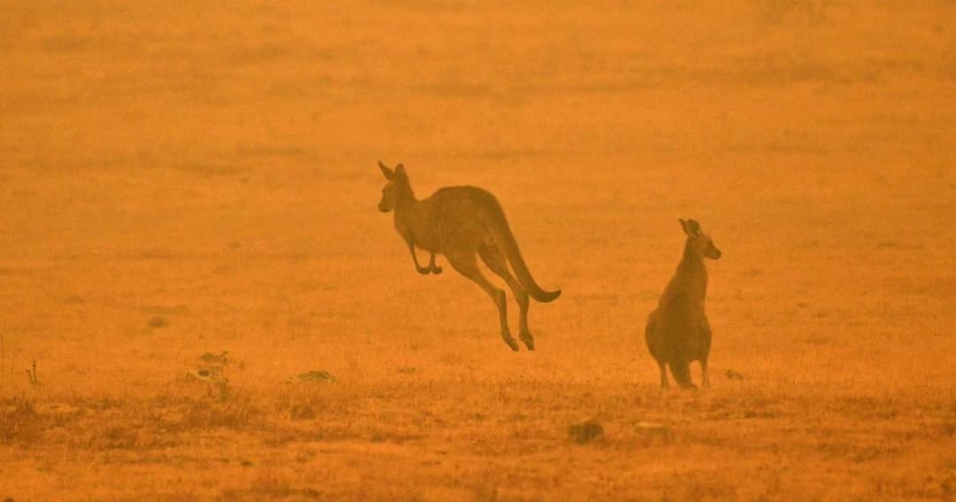 ผู้เชี่ยวชาญเผยสัตว์จำนวนมากในออสเตรเลียเสี่ยงต่อการสูญพันธุ์