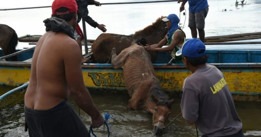 ชาวบ้านฟิลิปปินส์เสี่ยงชีวิตเข้าช่วยเหลือฝูงม้าที่อยู่ในเขตภูเขาไฟตาอัล