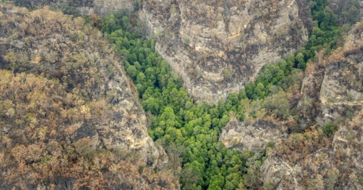 ดับเพลิงออสซี่เร่งป้องกันป่าสนวอลลีเมียยุคไดโนเสาร์ผืนสุดท้ายจากไฟป่า