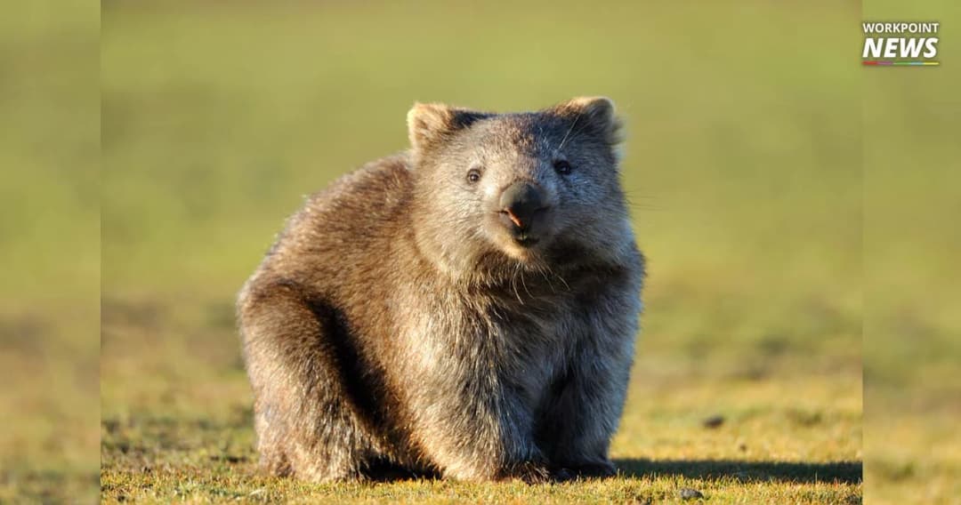 นักวิชาการออสเตรเลียชี้ โพรงวอมแบตช่วยสรรพสัตว์จากไฟป่าจริง แต่น่าจะช่วยโดยไม่ได้ตั้งใจ