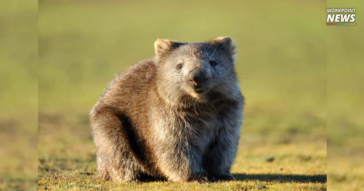 นักวิชาการออสเตรเลียชี้ โพรงวอมแบตช่วยสรรพสัตว์จากไฟป่าจริง แต่น่าจะช่วยโดยไม่ได้ตั้งใจ