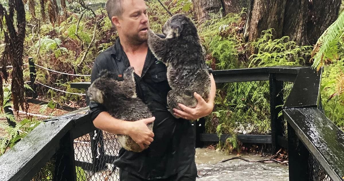 สวนสัตว์ออสเตรเลียเผชิญน้ำท่วมฉับพลัน เจ้าหน้าที่เร่งอพยพสัตว์เป็นการด่วน