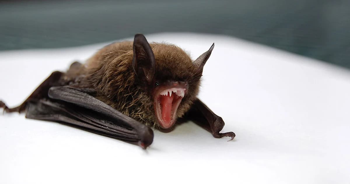 หมอแล็บเตือนอย่ากินค้างคาวเสี่ยงติดเชื้อไวรัสหลายชนิด