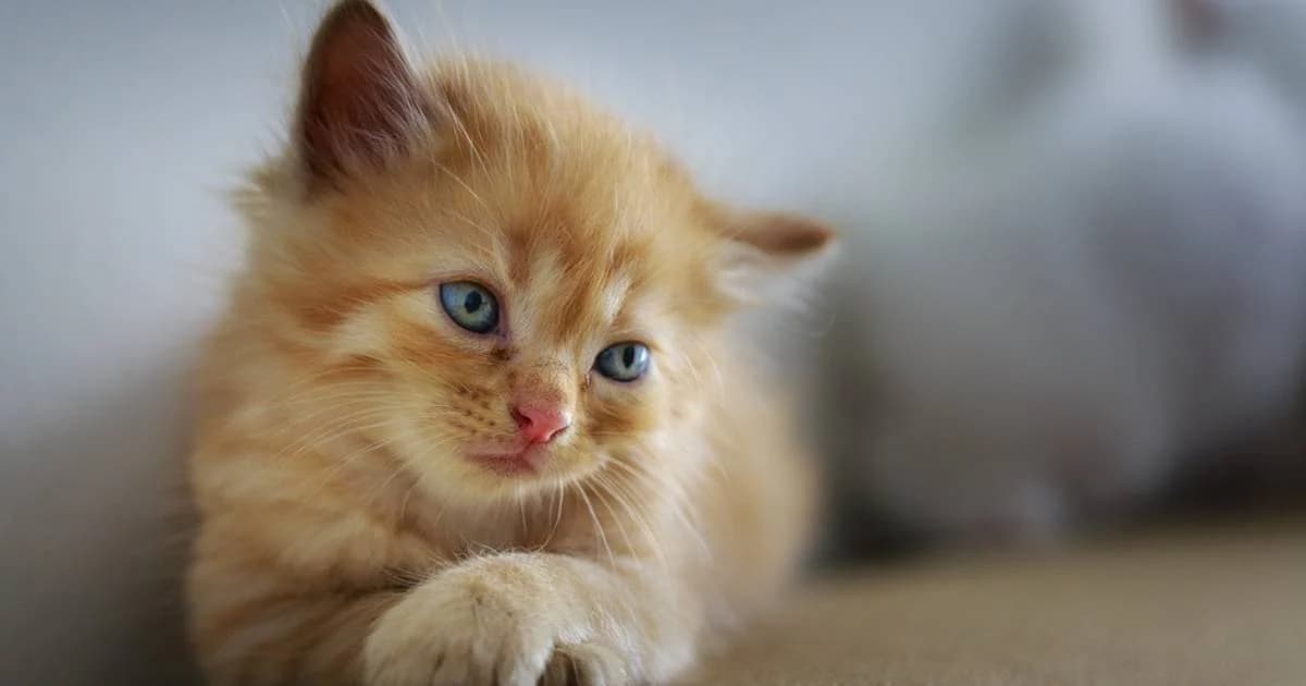 นักวิจัยไทย เผยโคโรนาแมวคนละสายพันธุ์กับไวรัสอู่ฮั่นไม่ติดสู่คน