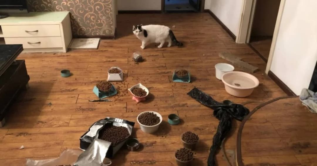 หมาแมวเมืองอู่ฮั่นทยอยตาย หลังเจ้าของกลับบ้านไม่ได้เพราะเมืองถูกปิด