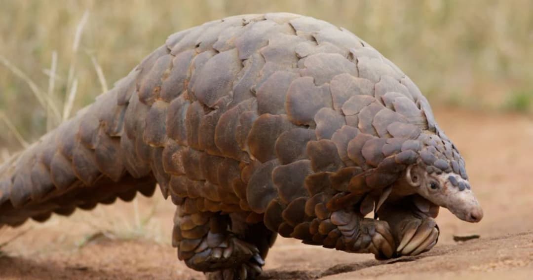 นักวิจัยจีนเผยตัวนิ่มอาจเป็นตัวกลางของไวรัสโคโรนาสายพันธุ์ใหม่