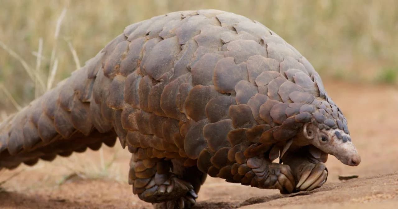 นักวิจัยจีนเผยตัวนิ่มอาจเป็นตัวกลางของไวรัสโคโรนาสายพันธุ์ใหม่