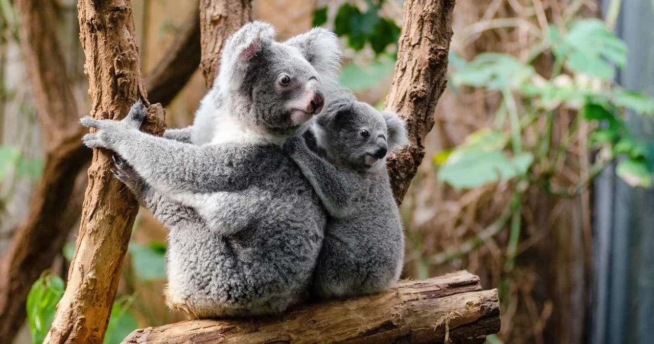 รัฐควีนส์แลนด์เพิ่มมาตรการ คุมเข้มพื้นที่พิเศษสำหรับโคอาลา 3.6 ล้านไร่