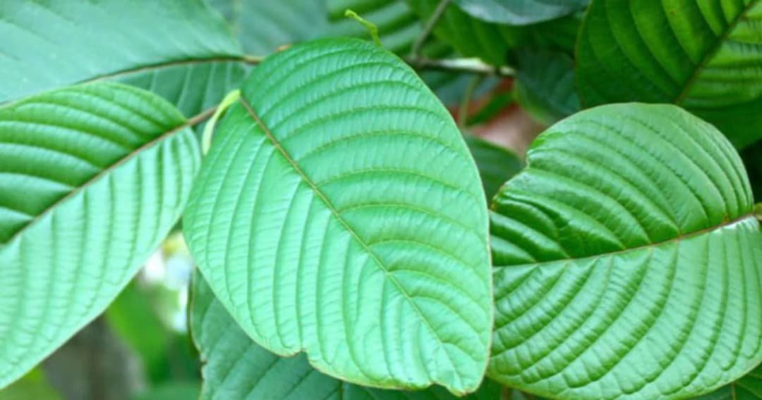 พกใบกระท่อมไม่เกิน 20 ใบขอตำรวจไม่จับ หวังแก้ กม.ให้พ้นยาเสพติด มิ.ย.63