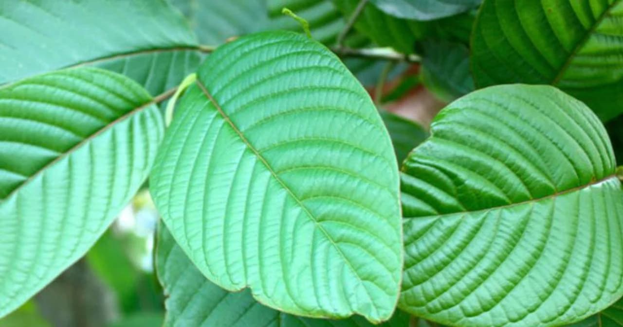 พกใบกระท่อมไม่เกิน 20 ใบขอตำรวจไม่จับ หวังแก้ กม.ให้พ้นยาเสพติด มิ.ย.63