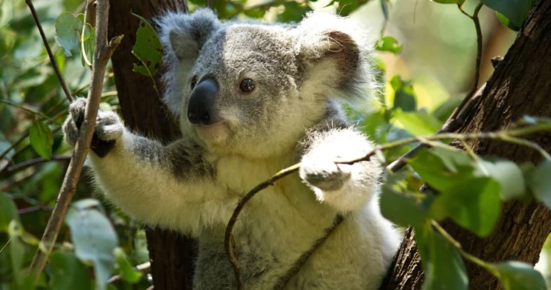 ออสเตรเลียเผยมีสัตว์ 113 สายพันธุ์ที่ต้องให้ความช่วยเหลือเร่งด่วน