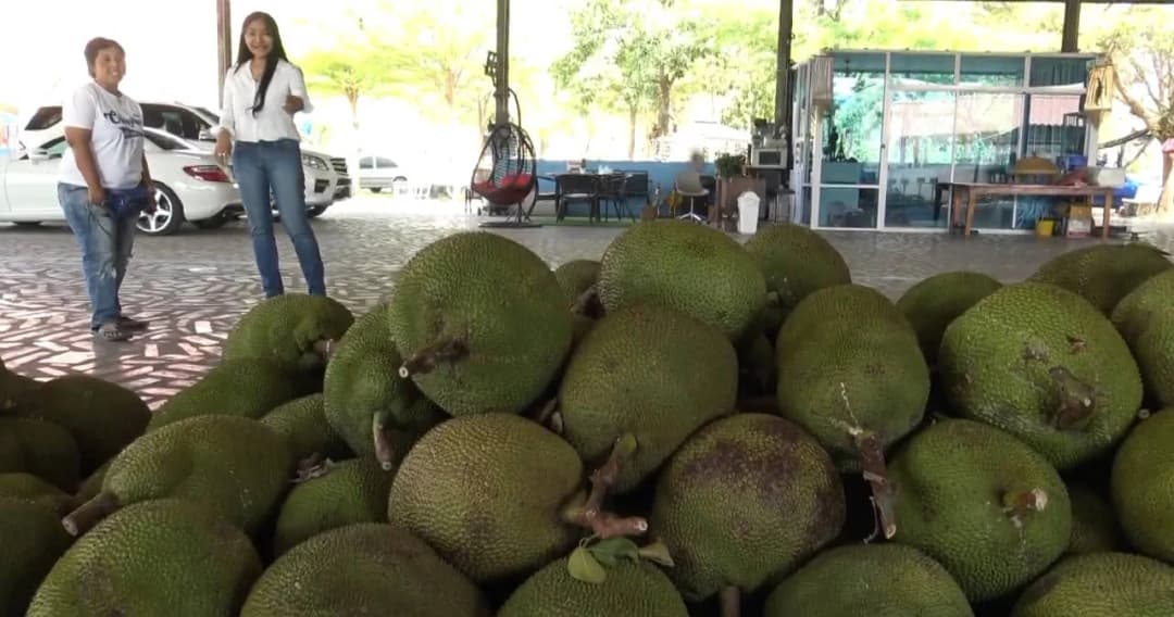 ยอดส่งออกขนุนไปจีนเป็นศูนย์ ไวรัสโควิด-19 ระบาดทำให้ระงับออเดอร์ทั้งหมด