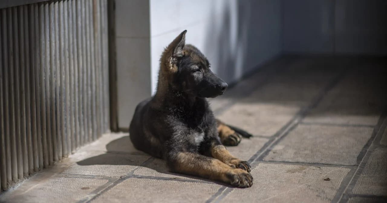 ฮ่องกงพบสุนัขของผู้ป่วยโควิด-19 ติดเชื้อไวรัสระดับต่ำ