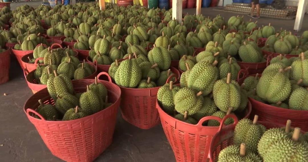 ตลาดจีนกลับมาเปิดหลังโควิด-19 ระบาด ทุเรียนไทยเริ่มส่งออกได้บ้าง