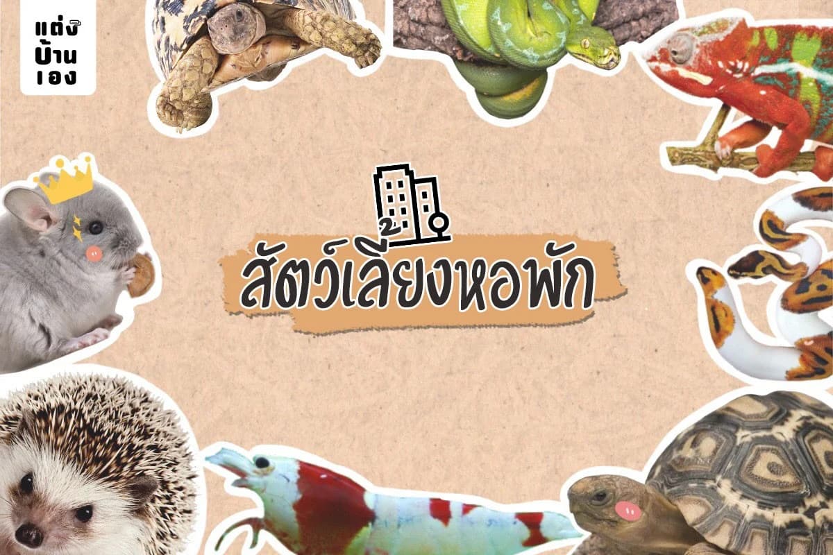 สัตว์เลี้ยงหอพัก ข้างห้องสบายหูคนเลี้ยงสุขใจ