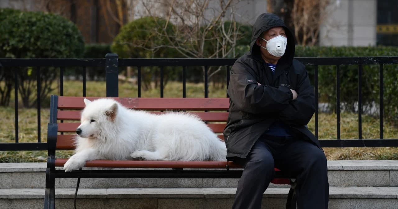 ฮ่องกงตรวจลำดับดีเอ็นเอสุนัขติดเชื้อโควิด-19 ลุ้นผลว่าจะกลายพันธุ์หรือไม่