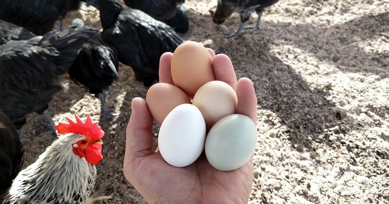 รมว.เกษตรฯ สั่งชะลอส่งออกไข่-ยืดอายุการเลี้ยงแม่ไก่ไข่ยืนกรง เพิ่มปริมาณไข่