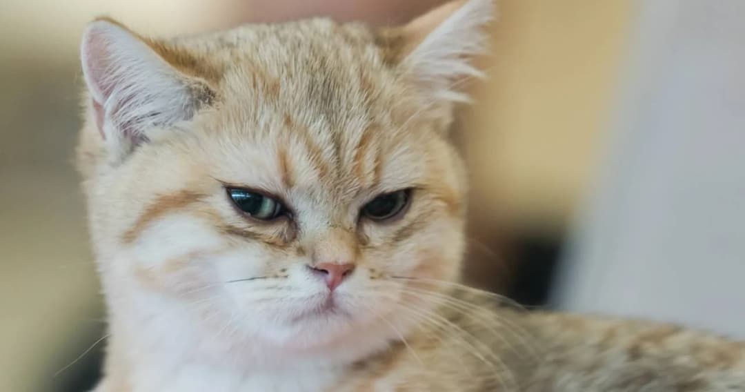 ฮ่องกงพบแมวของผู้ติดเชื้อโควิด-19 มีผลตรวจไวรัสเป็นบวก