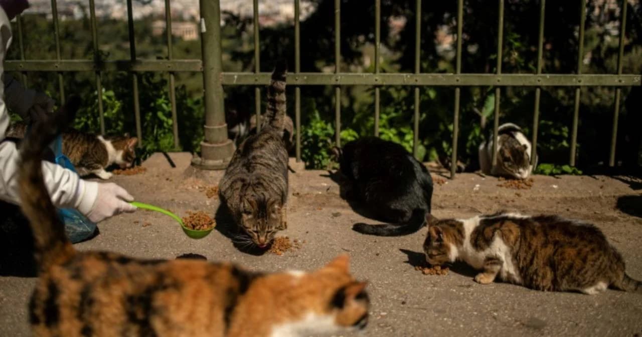 พิษโควิด-19 ส่งผลกระทบต่อหมา-แมวเร่ร่อน ทั้งถูกทิ้งและหิวโหย