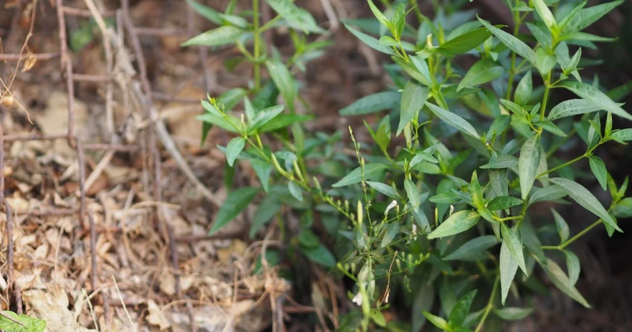 สธ.เผยฟ้าทะลายโจรกินป้องกันโควิด-19 ไม่ได้ แต่วิจัยพบว่าฆ่าเชื้อได้ในหลอดทดลอง