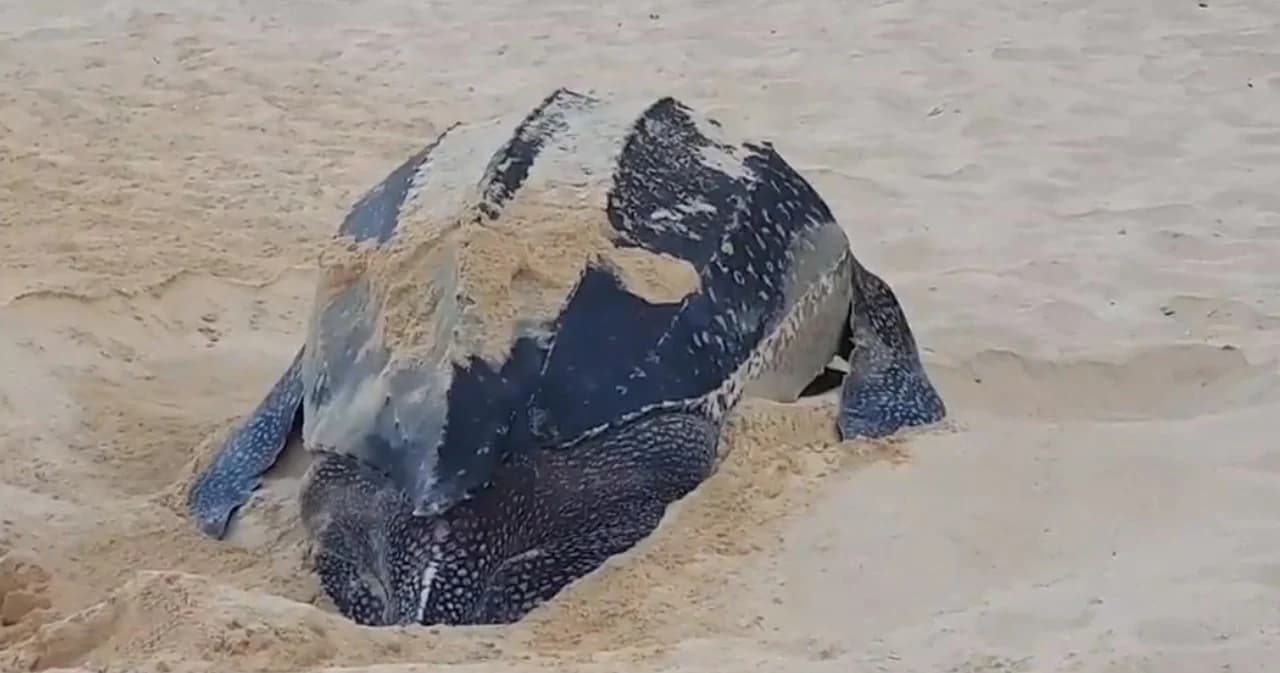 หยุดบินเกือบเดือน สนามบินภูเก็ตเงียบ จน “เต่ามะเฟือง” ขึ้นมาวางไข่