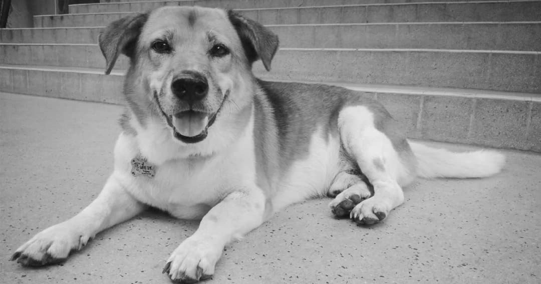 ปิดตำนาน “เตี้ย มช.”สุนัขเซเลบวิ่งขึ้นดอย หลังหายตัวไป