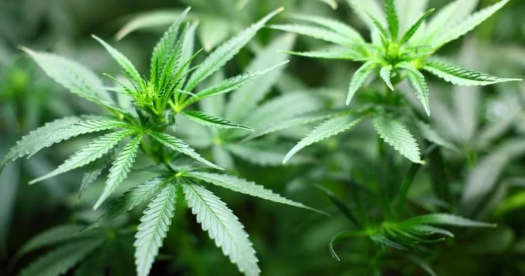 ส.ส.หนุนปลูกกัญชงได้บ้านละ 20 ไร่ ชี้ควรเร่งทำเพื่อให้ทันแข่งขันกับนานาชาติ