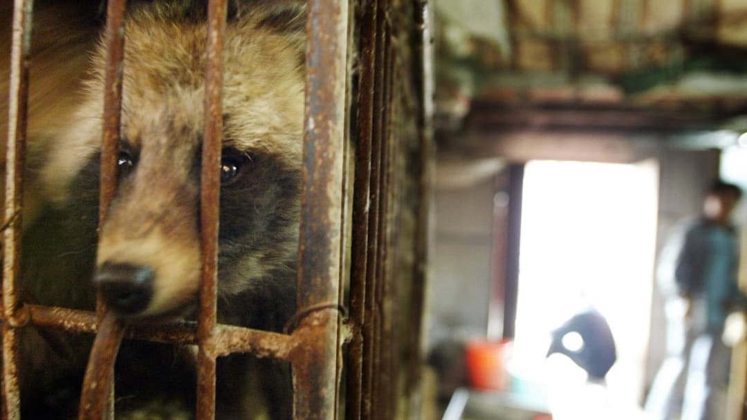 ทางการอู่ฮั่นสั่งห้ามประชาชนกินเนื้อสัตว์ป่า