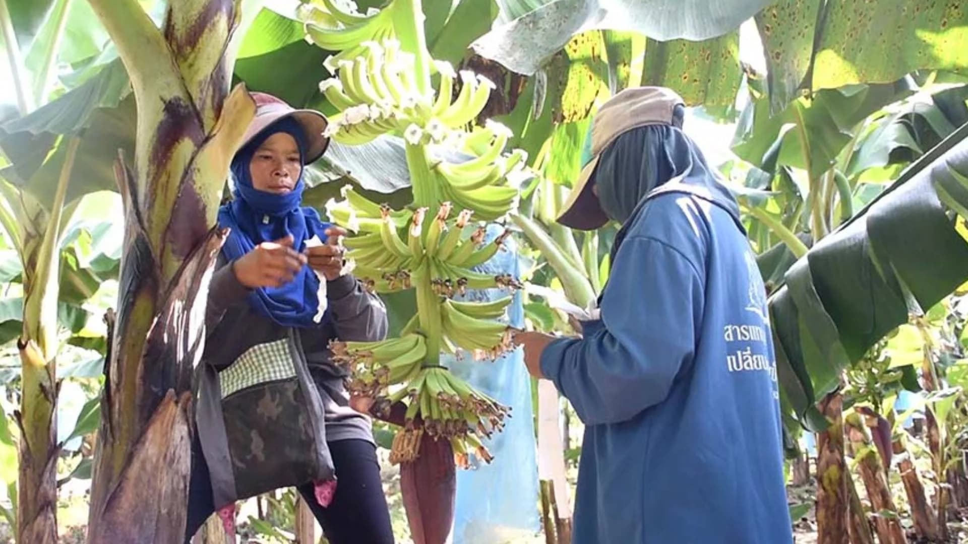 “ข้าราชการทำเกษตร” ยังต้องลุ้นจะได้เงินเยียวยาผลกระทบโควิด-19 คาดครม.เคาะสัปดาห์หน้า