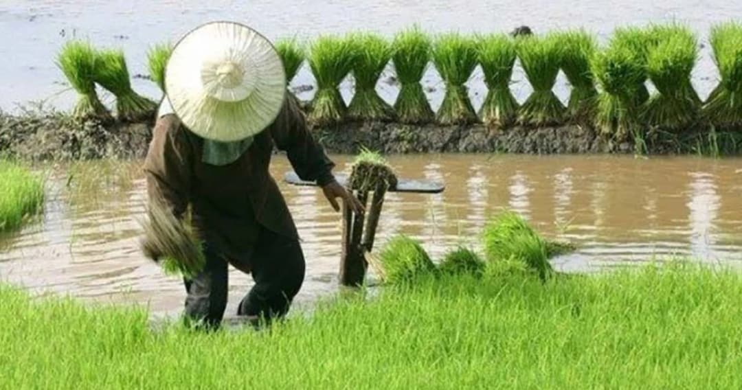 ก.เกษตรฯ ชี้แล้ว ข้าราชการทำเกษตรกว่า 9.1 หมื่นคน ไม่ควรได้เงินเยียวยาโควิด